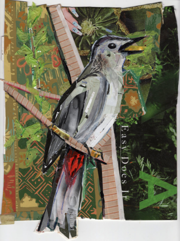 Gray Catbird Conserving Songbirds by Kathryn DeMarco collage 14 x 12