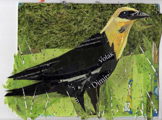 Yellow Headed Blackbird Conserving Songbirds by Kathryn DeMarco collage, 12 x 14